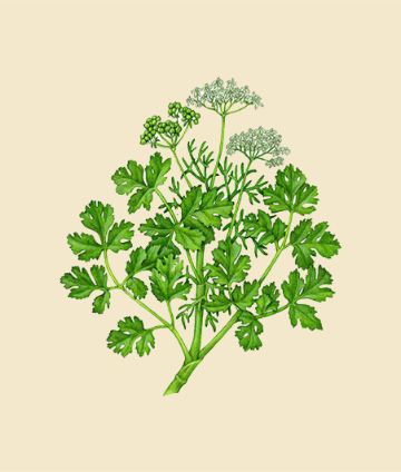 Coriander (Cilantro) Herb